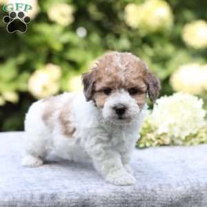 Rusty, Bich-Poo Puppy